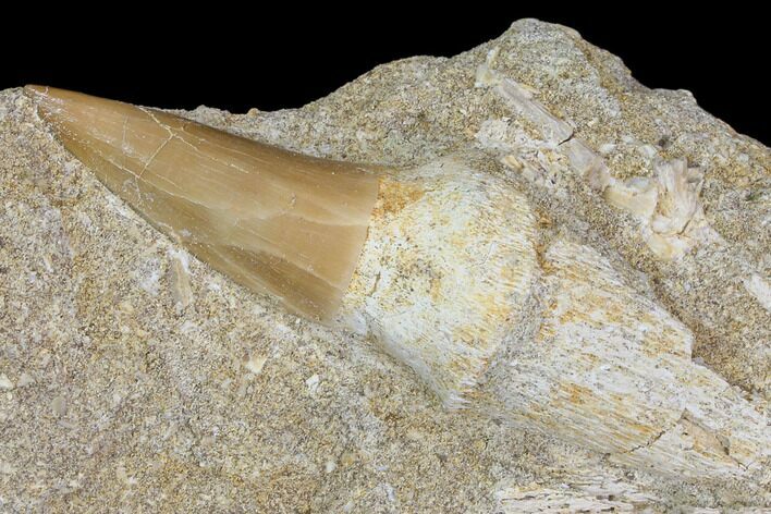 Rooted Mosasaur Tooth In Rock - Nice Tooth #85640
